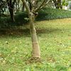 vidaXL Jute Roll Natural 100% natural jute 0.25 x 16.4 ft