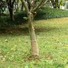 vidaXL Jute Roll Natural 100% Natural Jute 82.0 ft x 9.8 in Jute Roll
