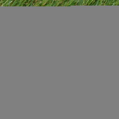 vidaXL Artificial Grass 3.3'x49.2'/0.8"-1" Green