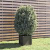 vidaXL Planter Grey Solid Pinewood Medium Decorative Inlays Planter