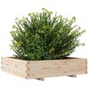 vidaXL Garden Planter Natural wood Solid pinewood 39.4x39.4x10.4 in