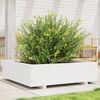 vidaXL Garden Planter White Solid pinewood Large Durable
