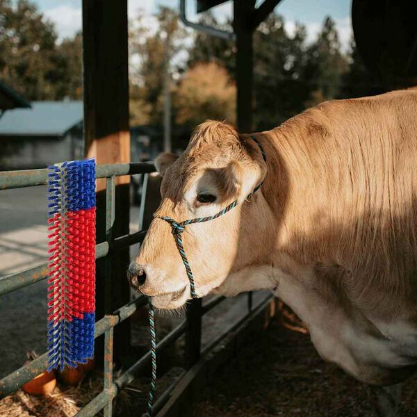 vidaXL Cattle Brushes Red and Blue 20 x 9 x 50 cm Plastic and Steel