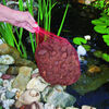Ubbink Pond Peat Brown Plastic 10-gallon net size Air Purifying System