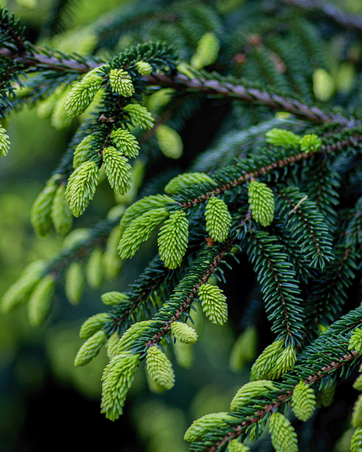 Green conifer tree branch