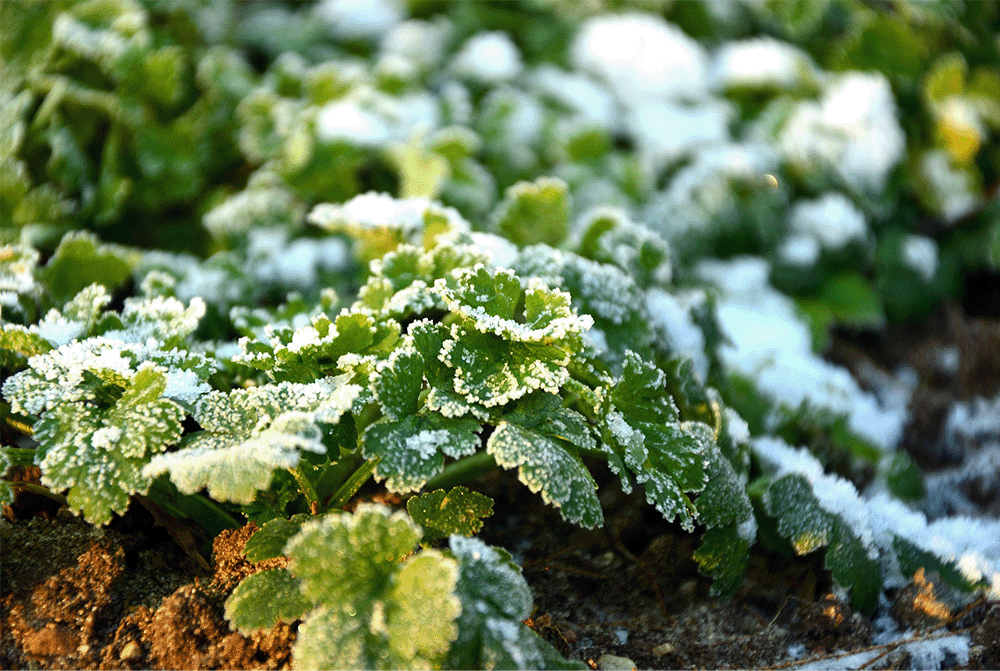 First frost on the ground with evergreen plants